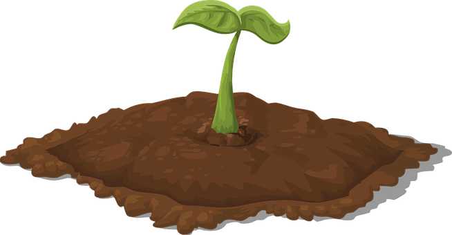 A Green Sprout Growing Out Of Dirt