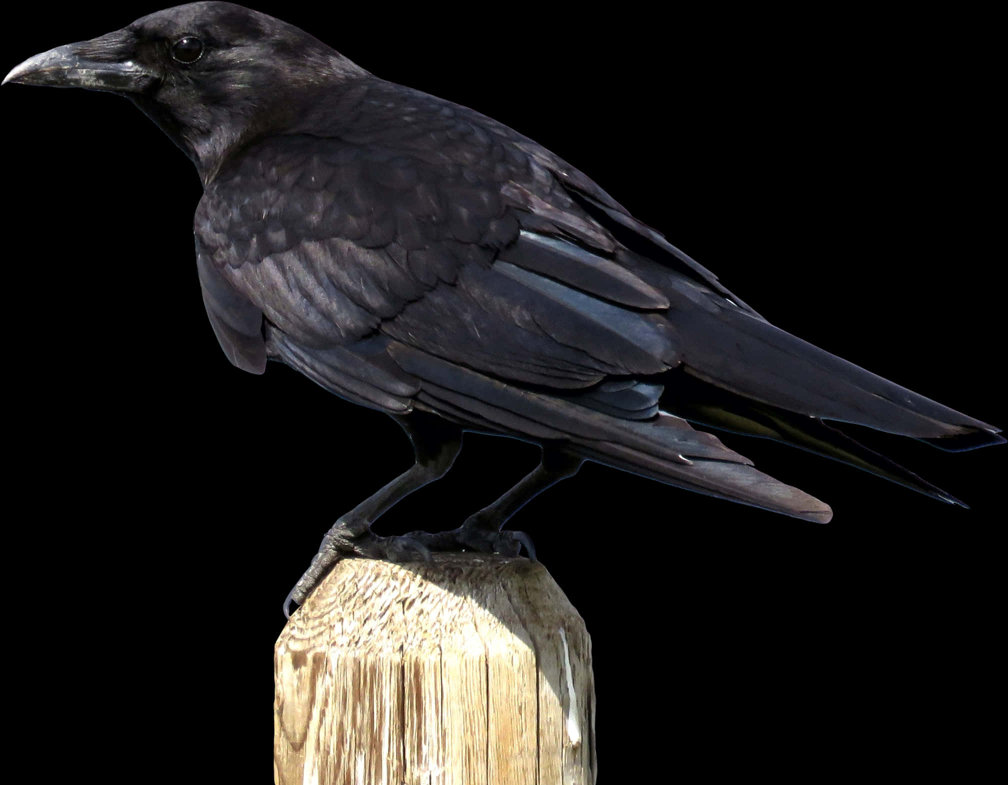 Png Images Of Crow, Transparent Png