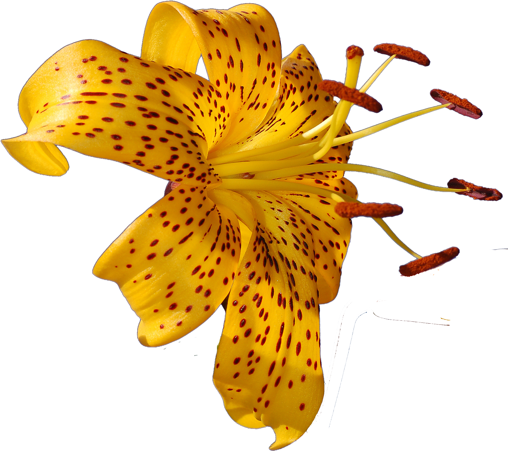 A Yellow Flower With Red Spots