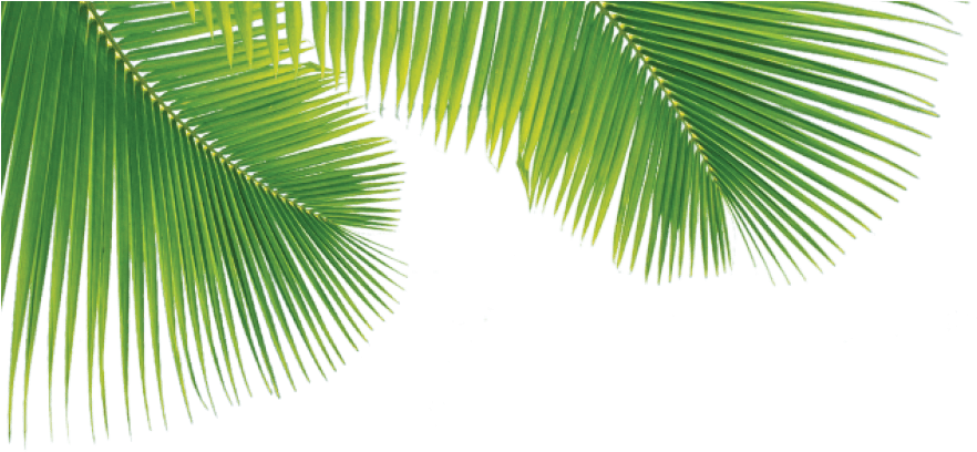A Close-up Of A Palm Tree Leaf