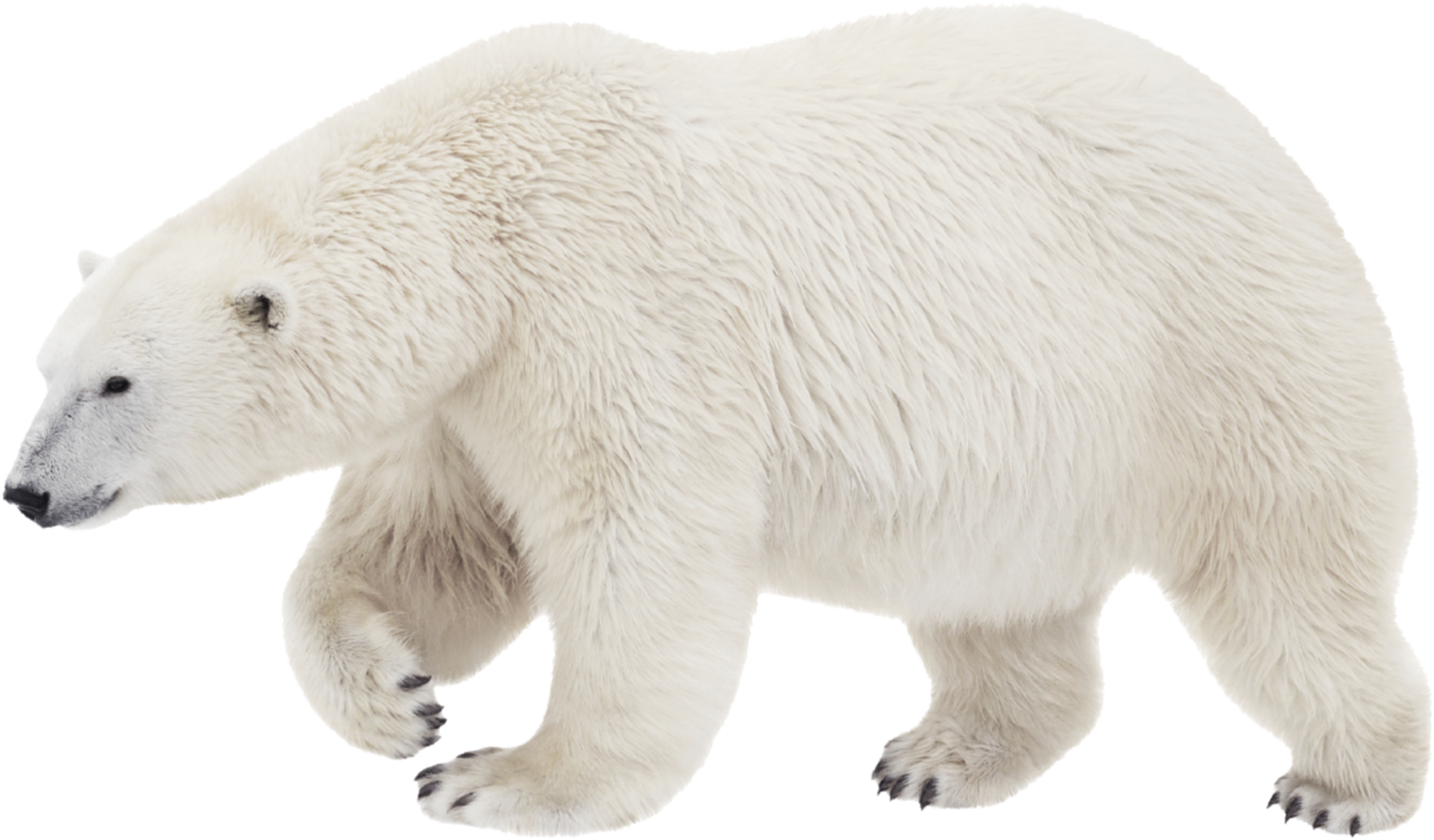 A Polar Bear Walking On A Black Background