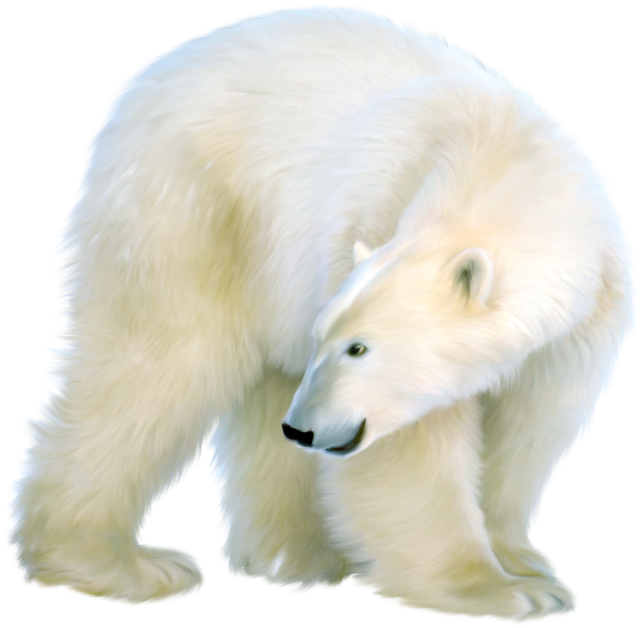 A White Polar Bear With Black Background