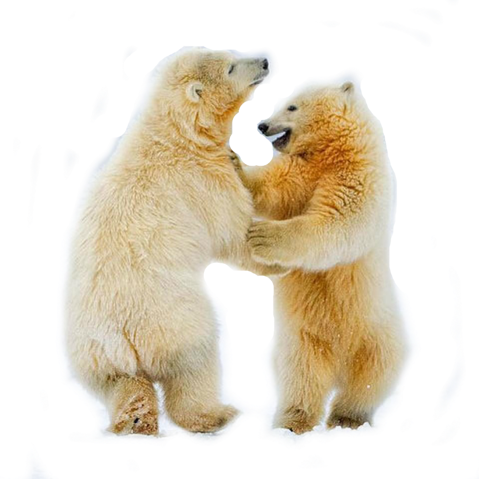 Two Bears Fighting Each Other