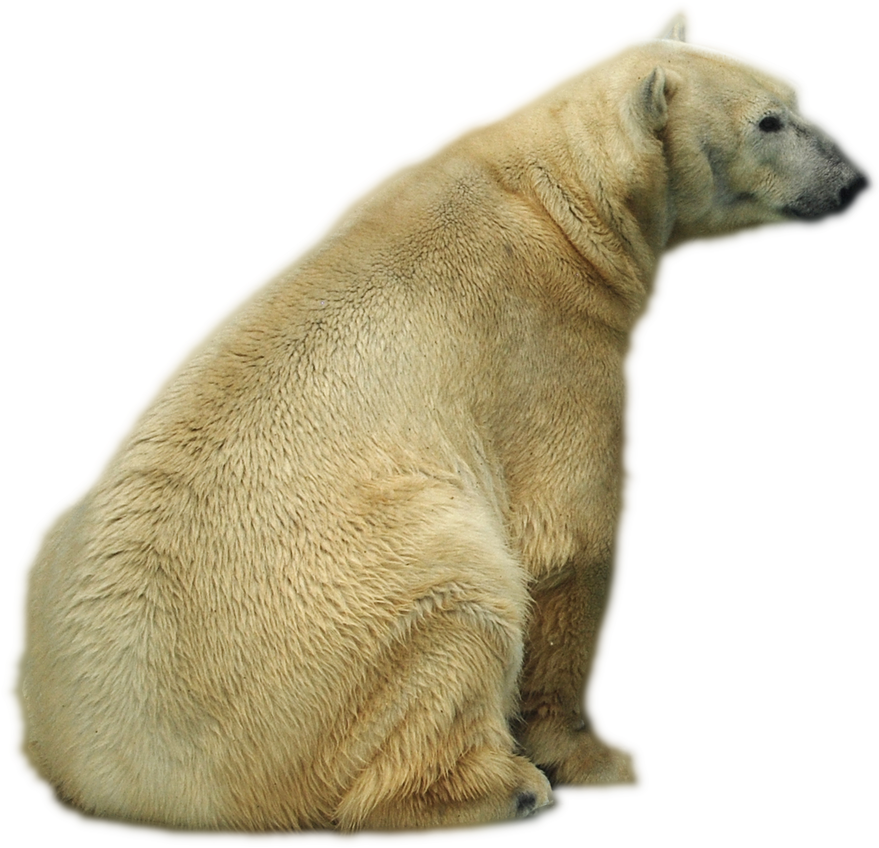 A Polar Bear Sitting On A Black Background