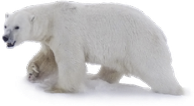 A Polar Bear Walking On Snow