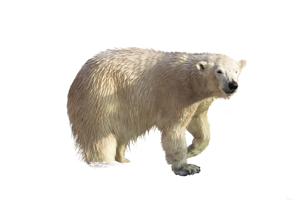 A Polar Bear Standing On A Black Background