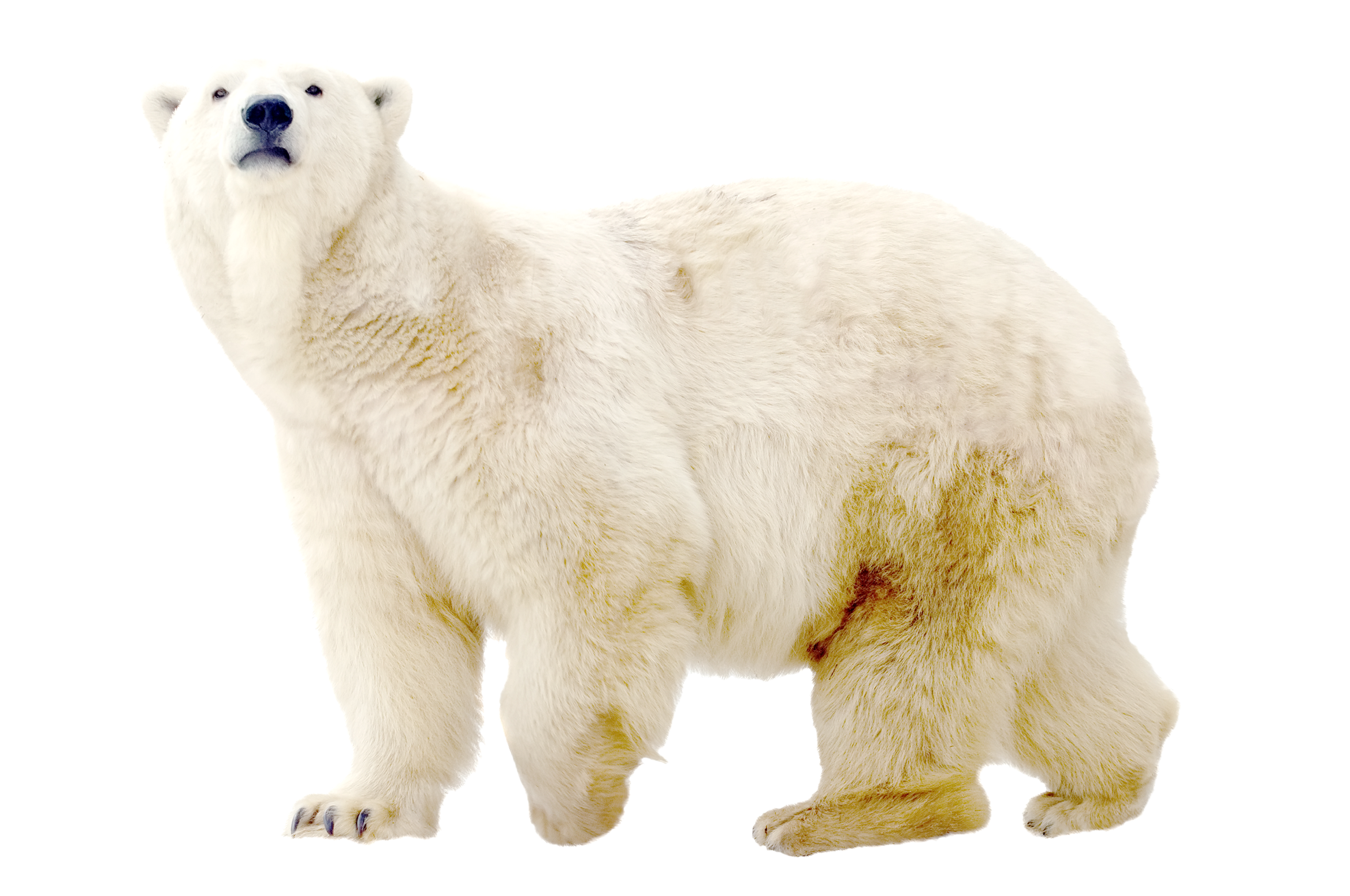 A Polar Bear Standing On A Black Background
