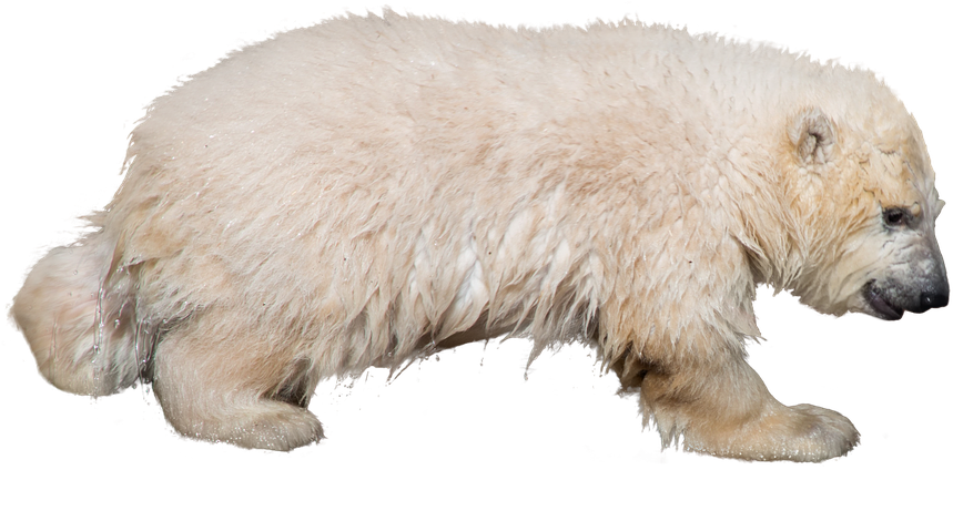 A White Polar Bear With Wet Fur
