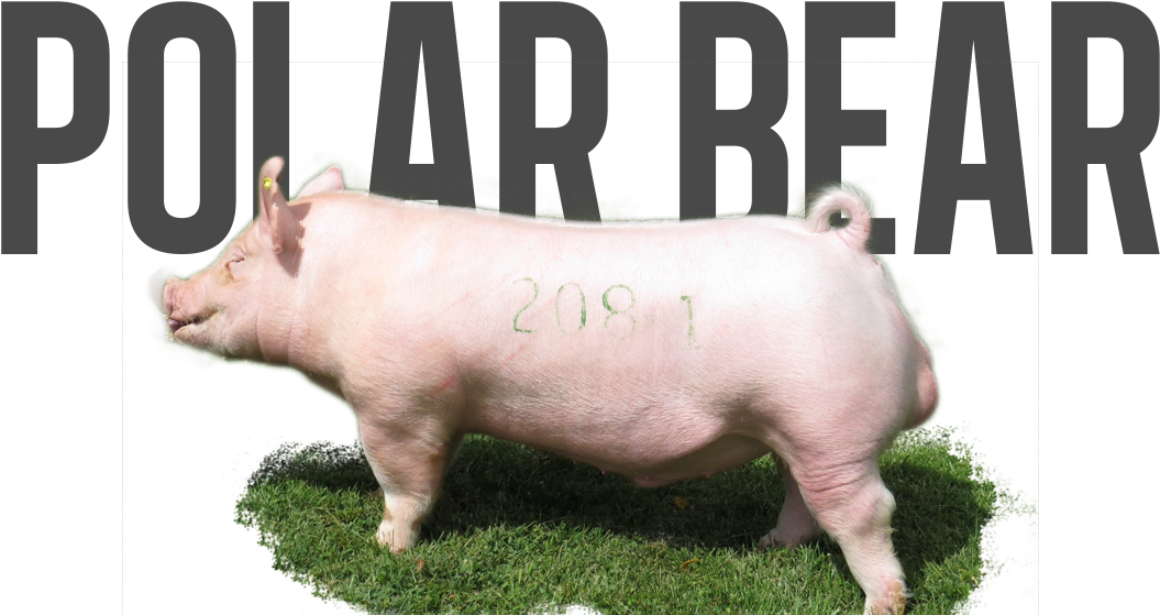 A Pig With Numbers On It