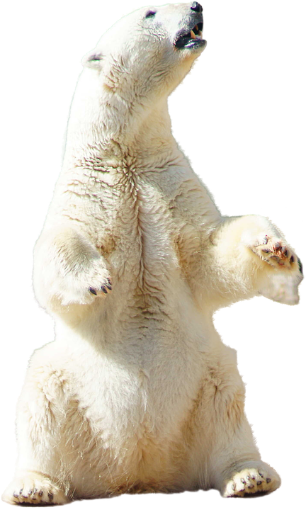 A Polar Bear Standing On Its Hind Legs