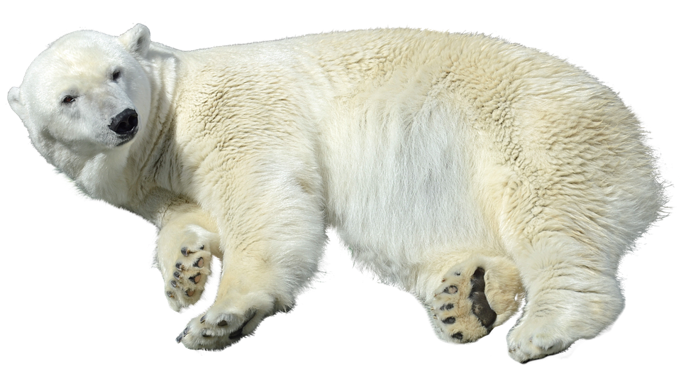 A Polar Bear Lying Down