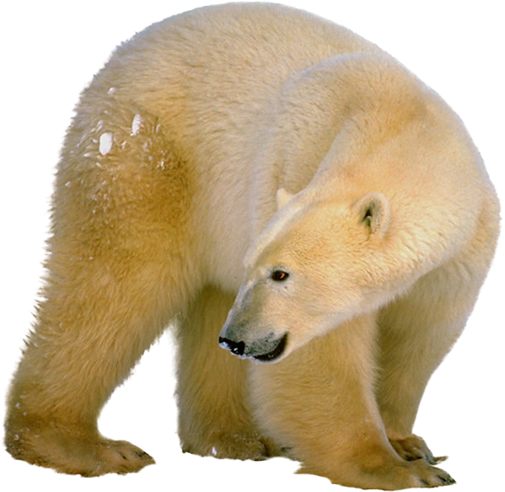 A Polar Bear With A Black Background