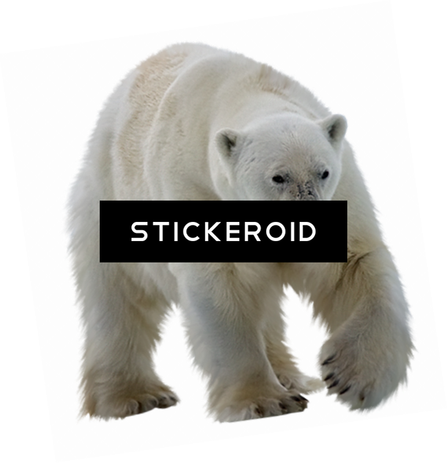 A Polar Bear With A Sticker Over Its Mouth