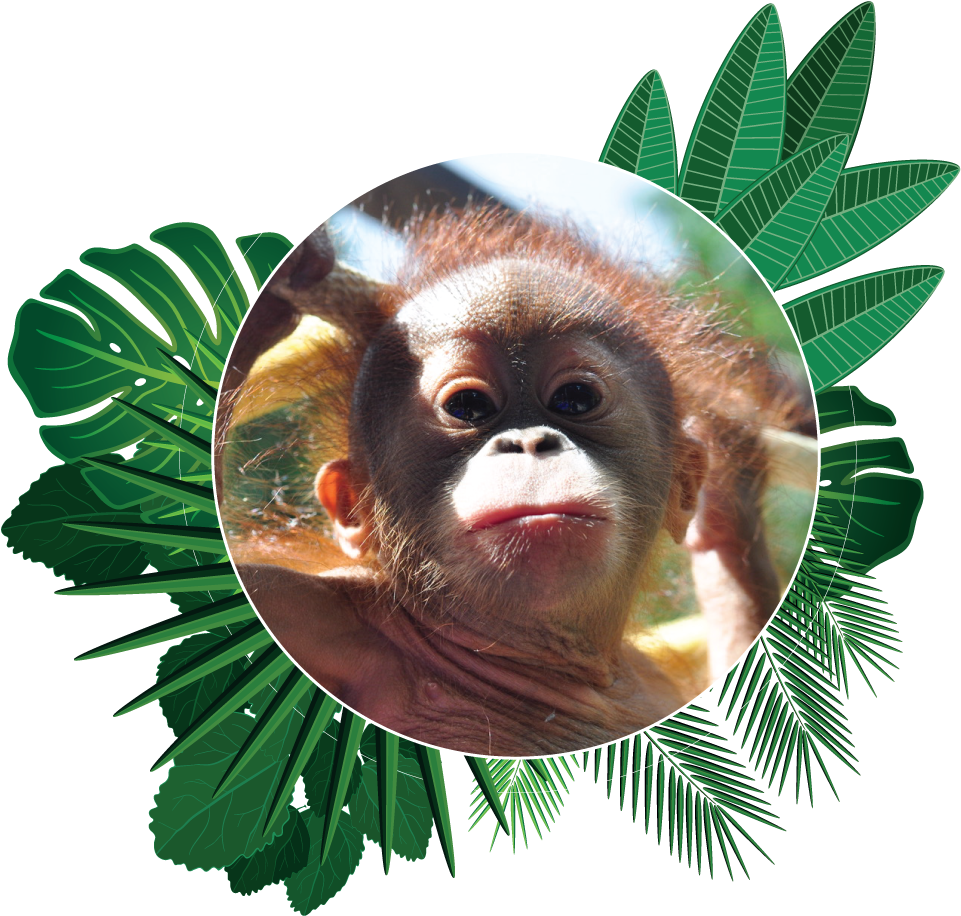 A Baby Orangutan In A Circle With Leaves Around It
