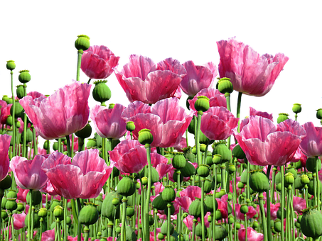 A Group Of Pink Flowers