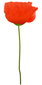 A Red Flower With Green Stem