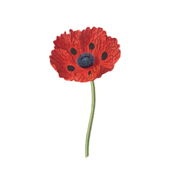 A Red Flower With Black Dots
