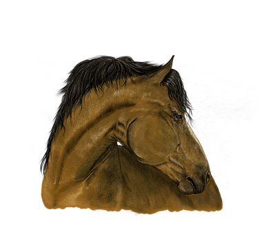 A Brown Horse With Black Mane