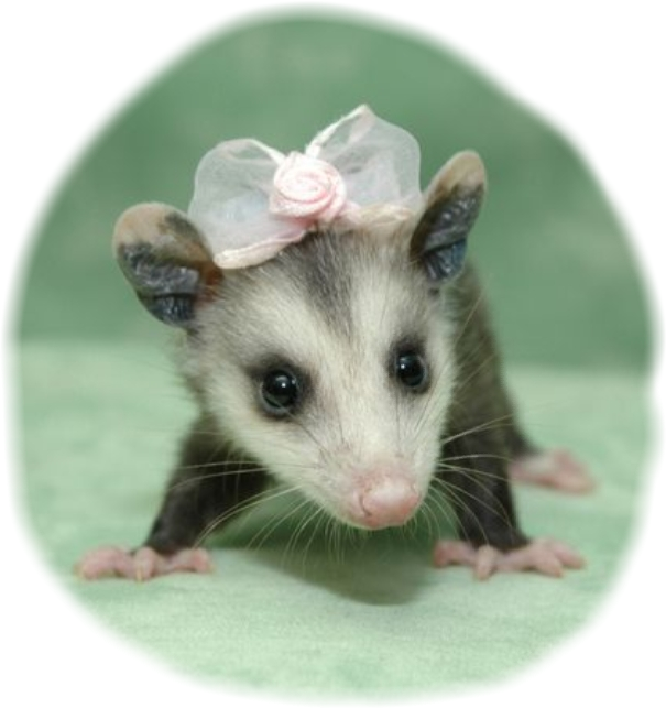 A Small Animal With A Bow On Its Head