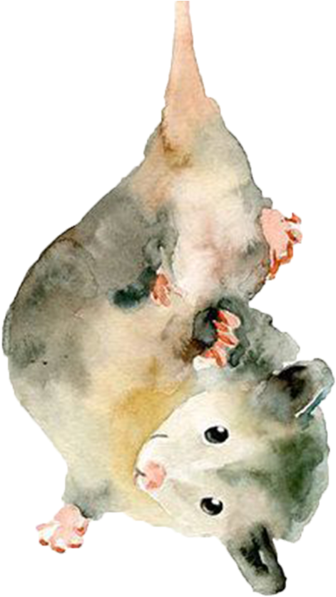Possum - Watercolour Painting Of A Possum, Hd Png Download