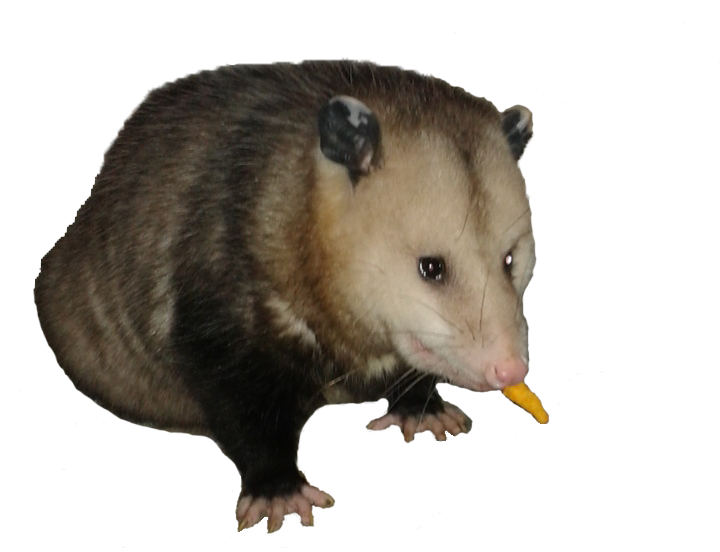 Possum PNG