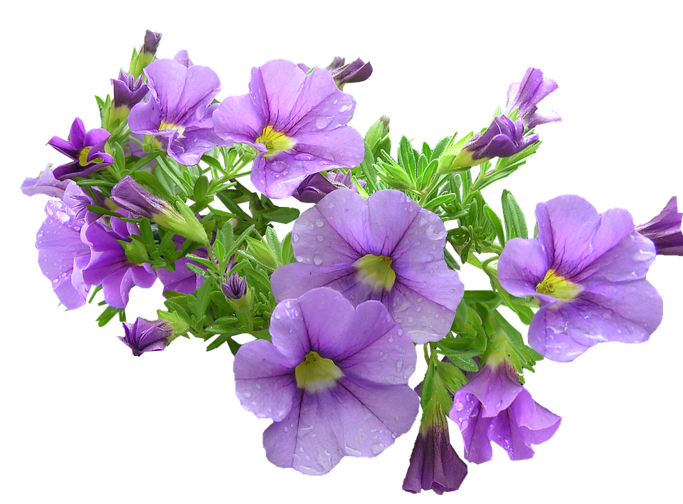 A Group Of Purple Flowers