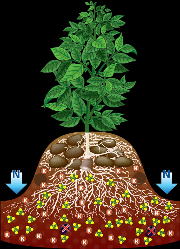 A Diagram Of A Plant With Roots And A Potato