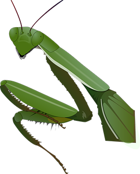 A Green Praying Mantis