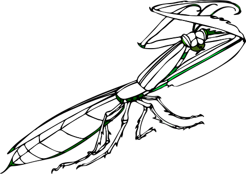 A White Insect With Green Wings