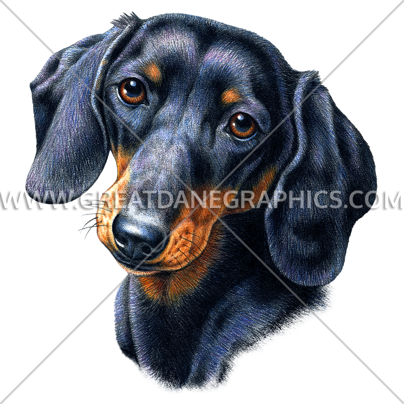Production Ready Artwork For - Dachshund Face, Hd Png Download