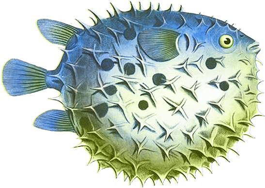 Puffer Fish Png Clipart - Puffer Fish Clip Art, Transparent Png