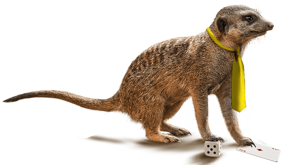 A Meerkat With A Dice
