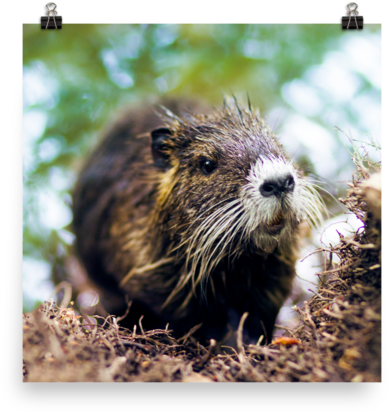 A Close Up Of A Rodent