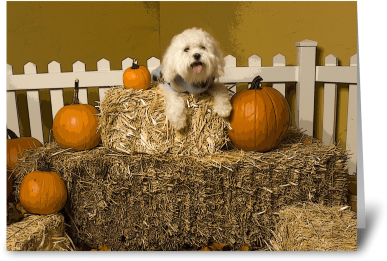 A Dog Lying On Hay Bales With Pumpkins