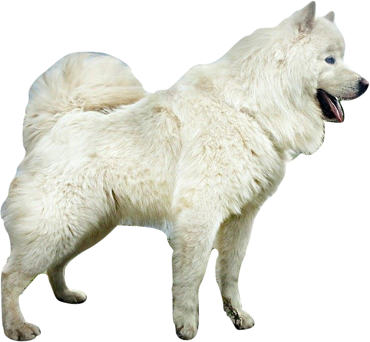 A White Dog With A Black Background