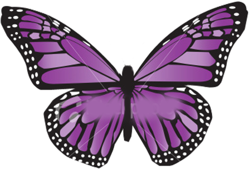 A Purple Butterfly With White Dots