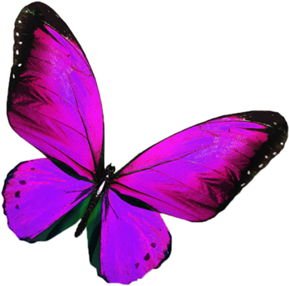 A Purple Butterfly With Black Wings
