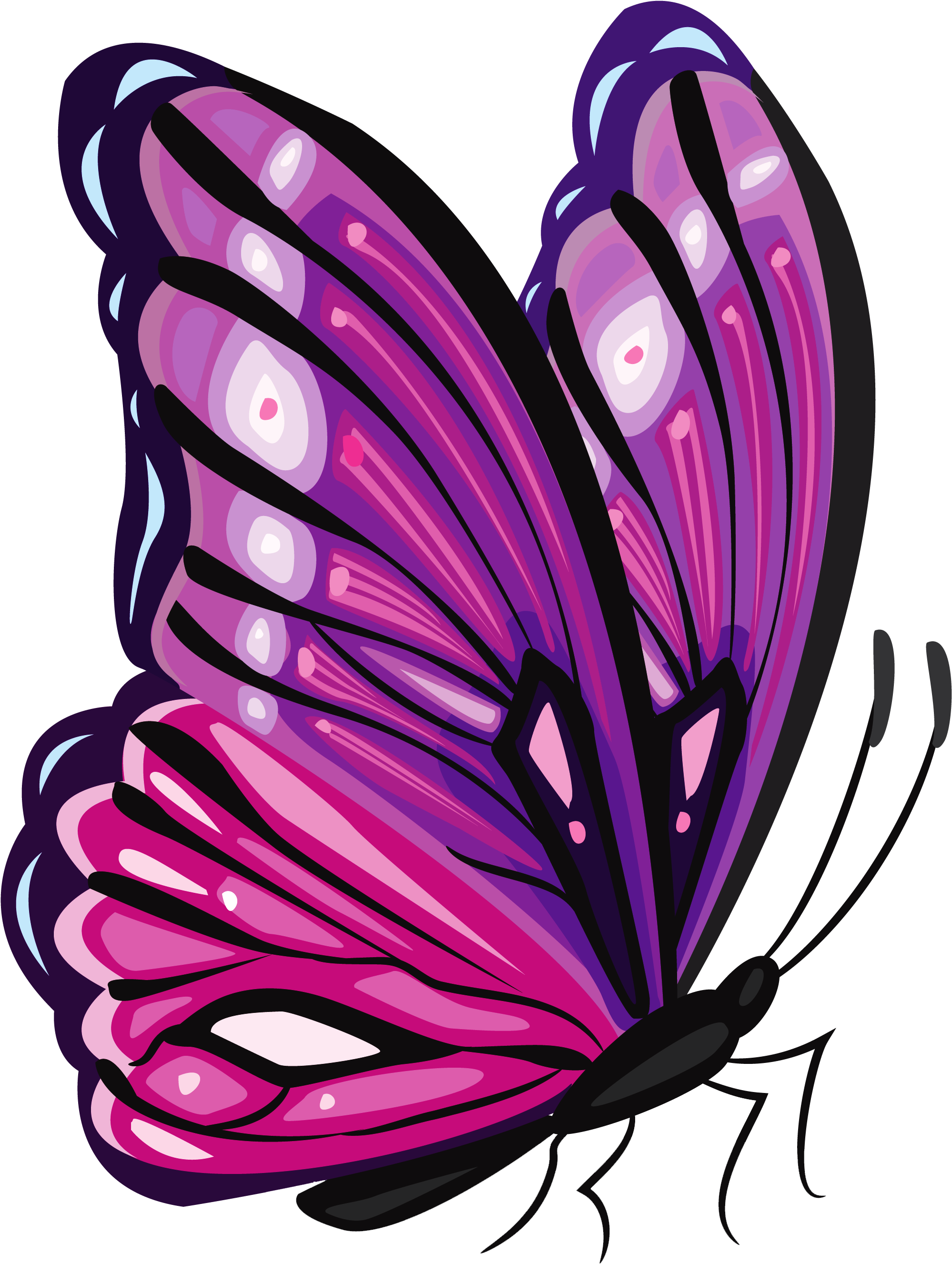 A Purple And Black Butterfly