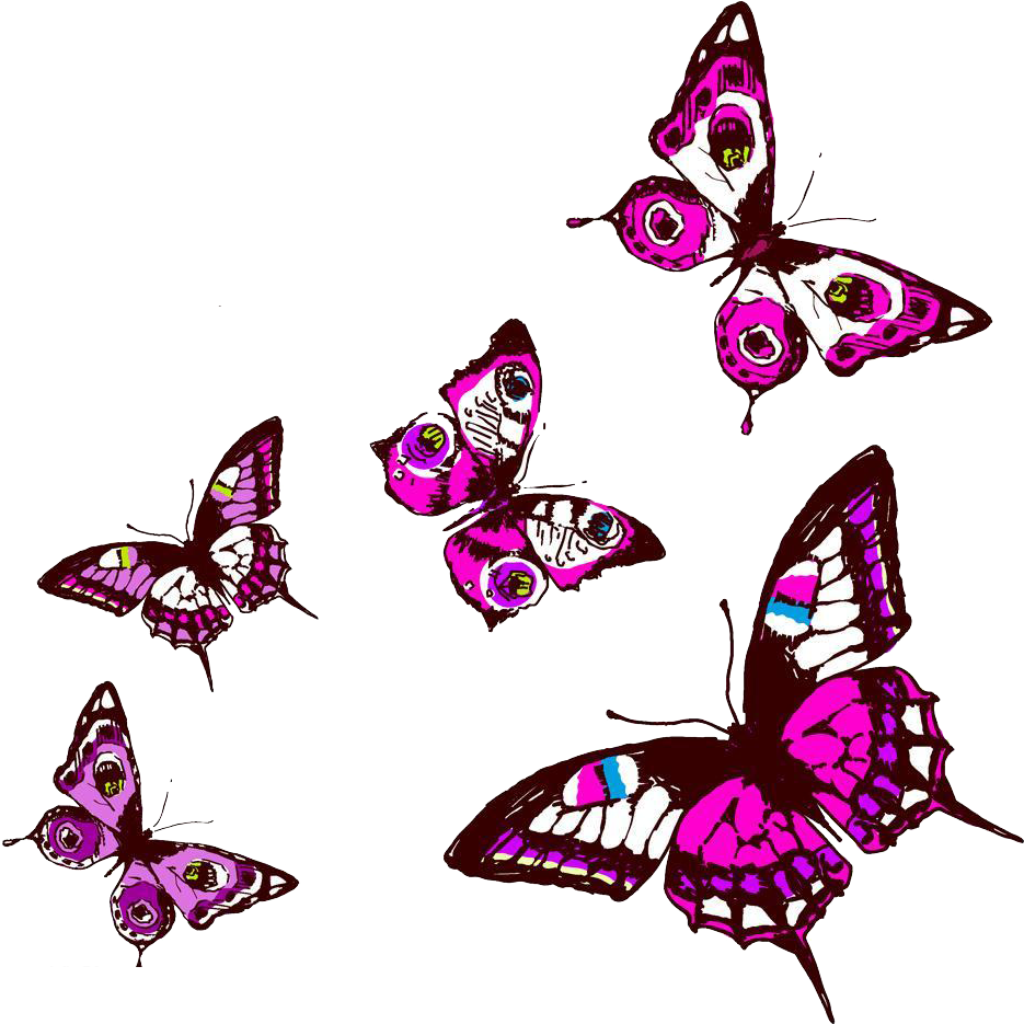 A Group Of Butterflies With Different Colors