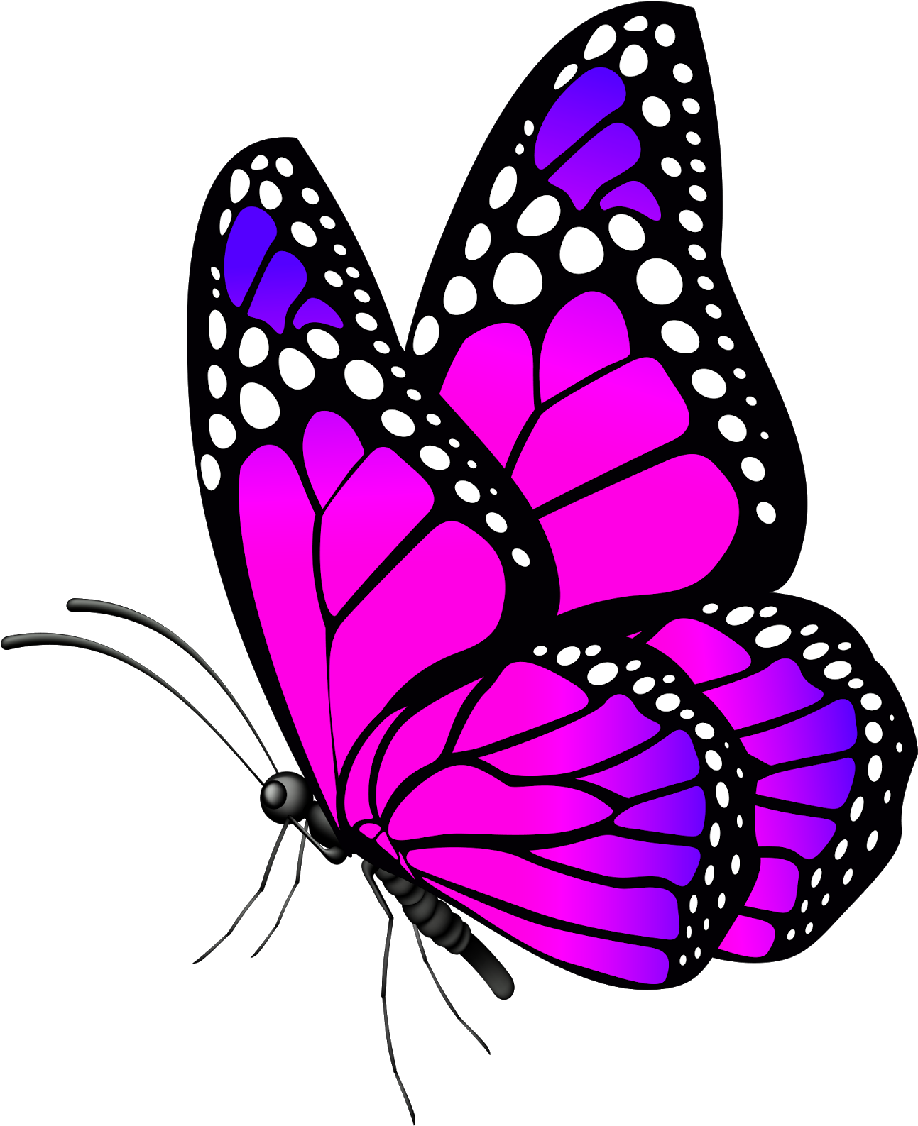 A Purple And White Butterfly