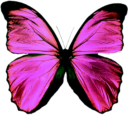 A Pink Butterfly With Black Background