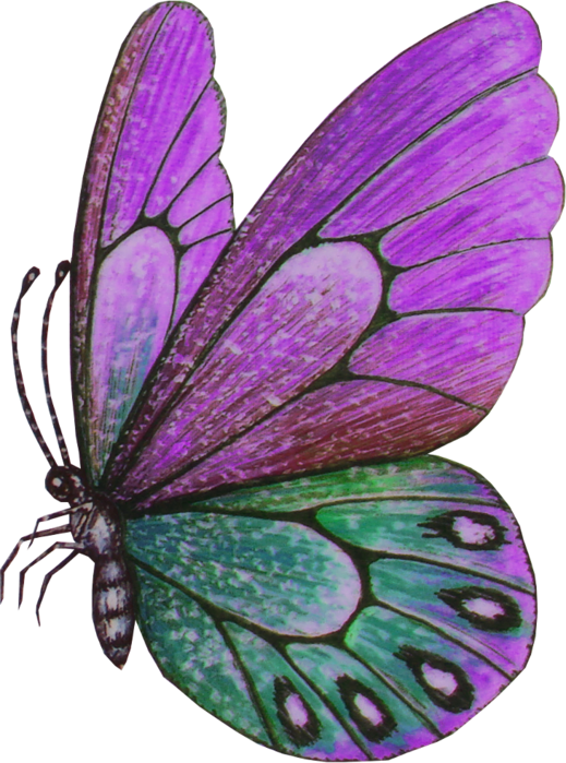 A Purple And Green Butterfly