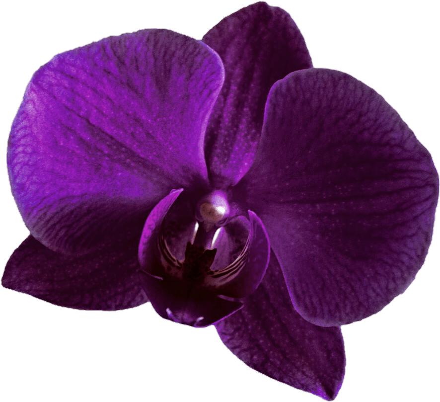 A Purple Flower With A Black Background