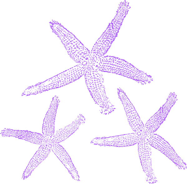A Group Of Purple Starfish