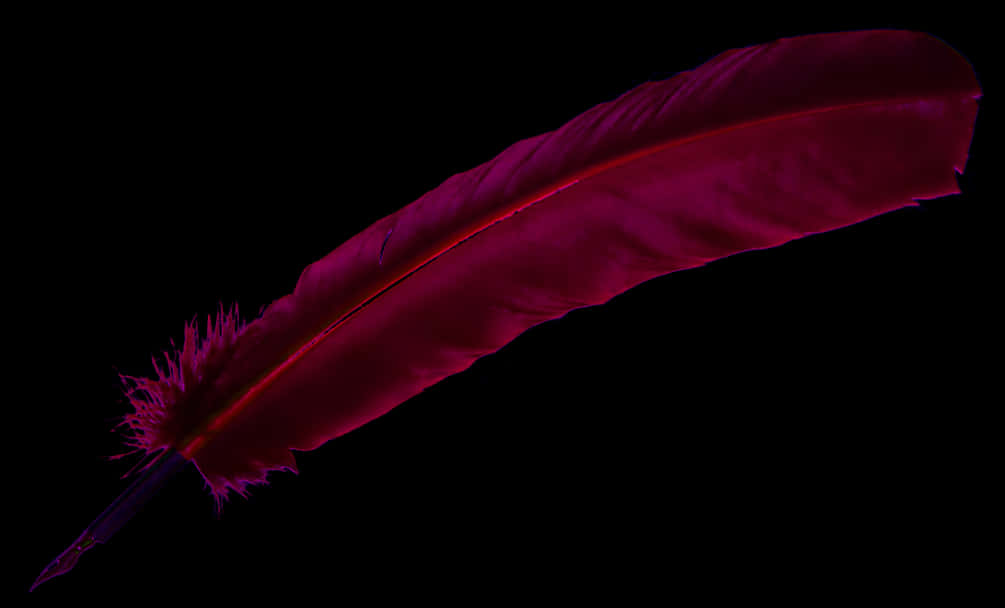 A Pink Feather On A Black Background