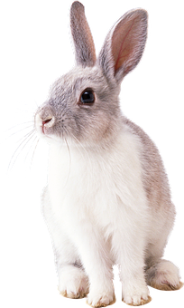 A Close-up Of A Rabbit
