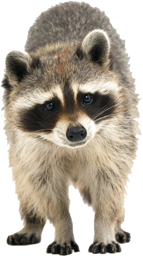 A Close Up Of A Raccoon
