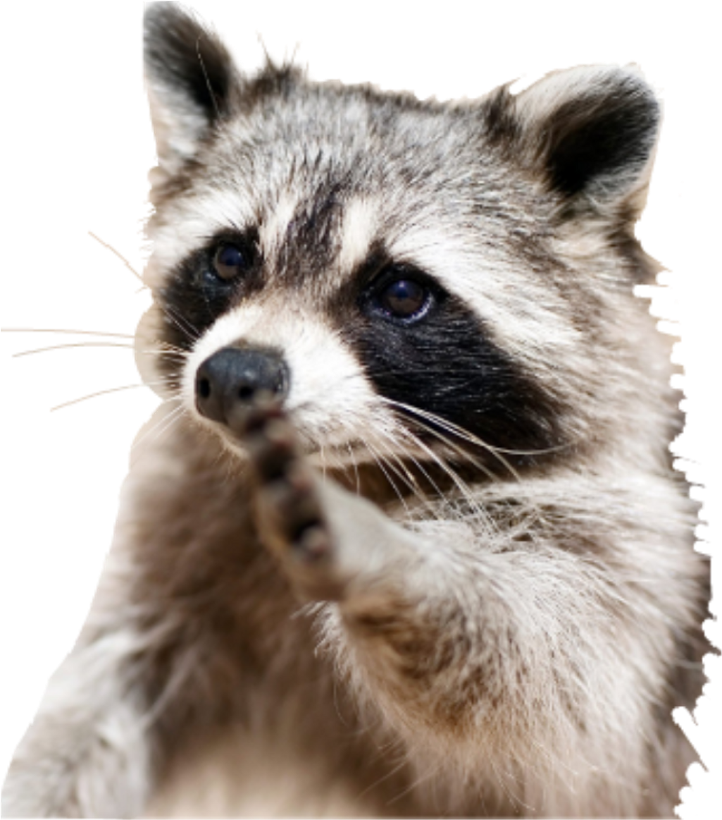 A Raccoon With Its Paw Up