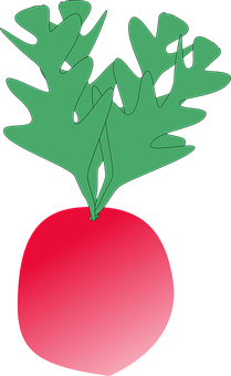 A Red Radish With Green Leaves