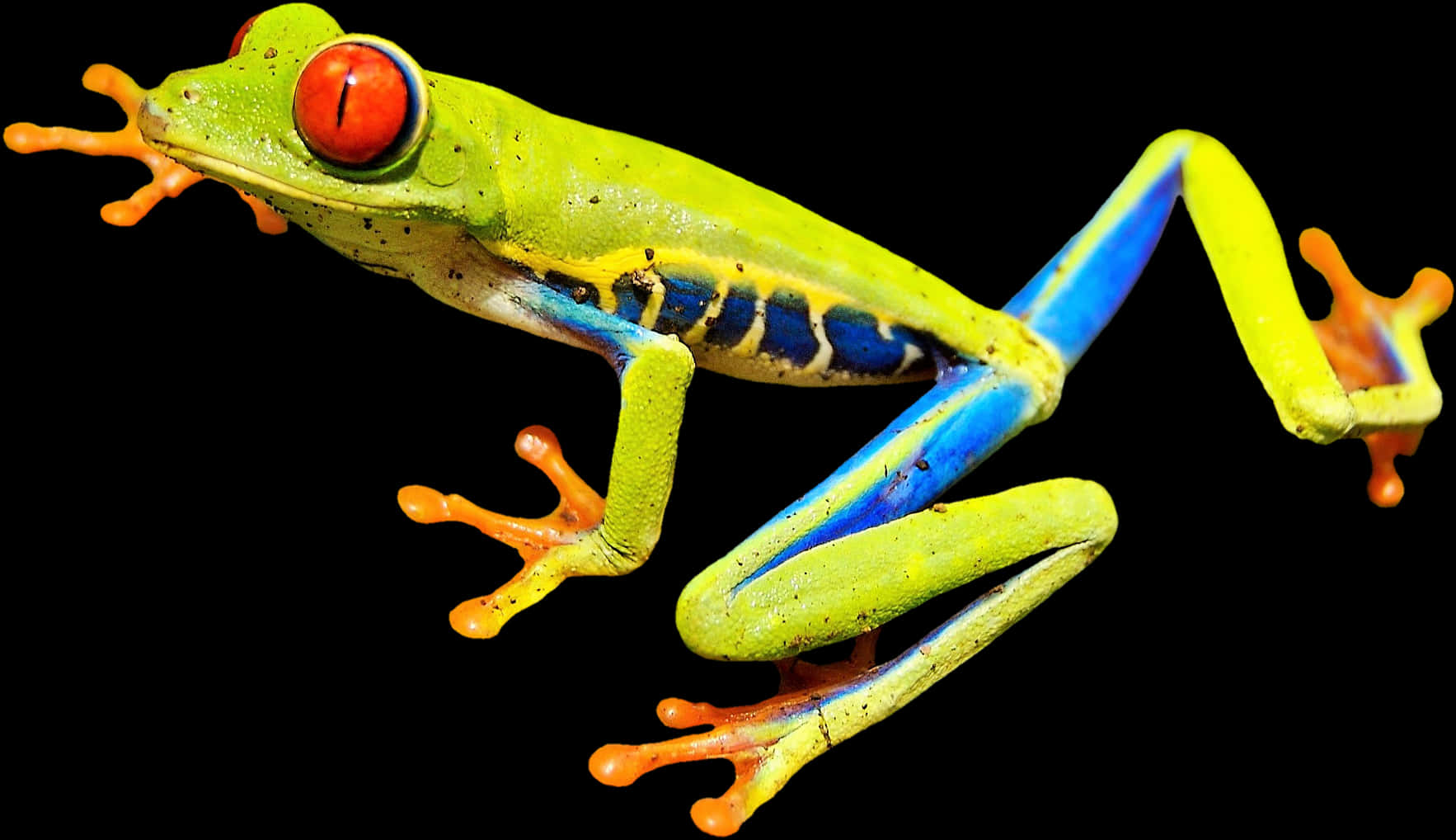 A Green Frog With Blue Legs And Red Eyes